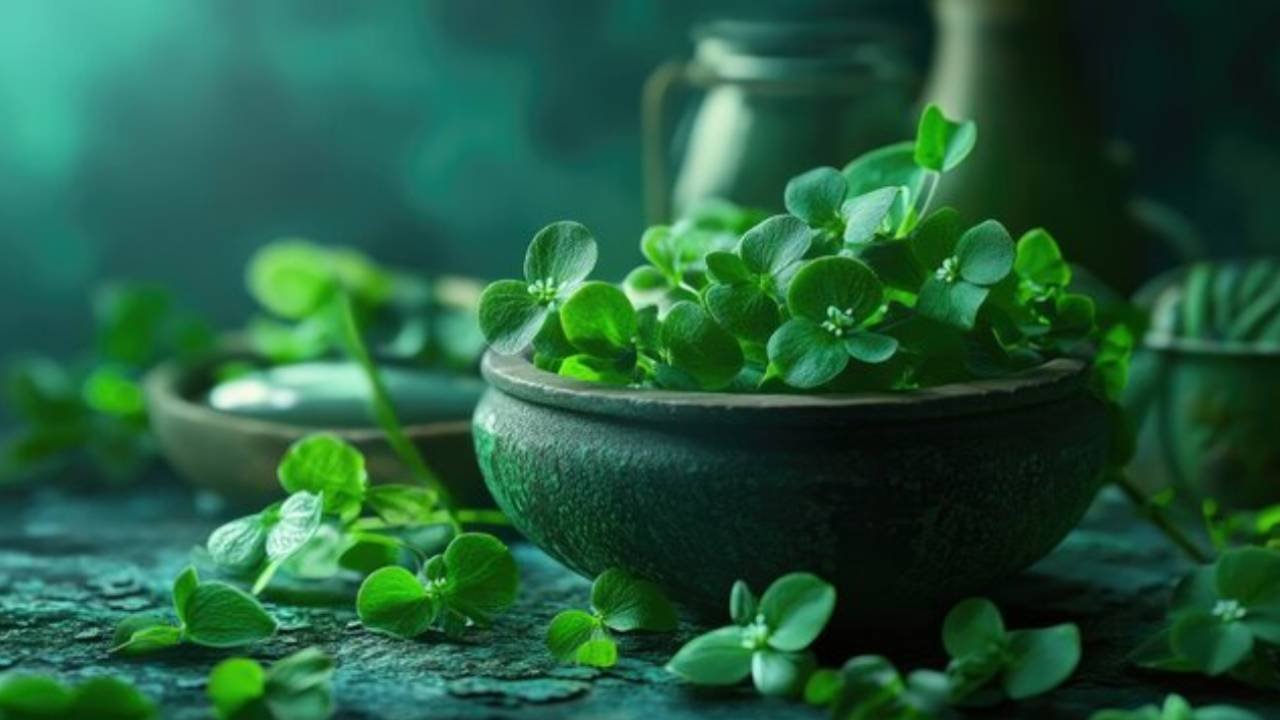 Brahmi