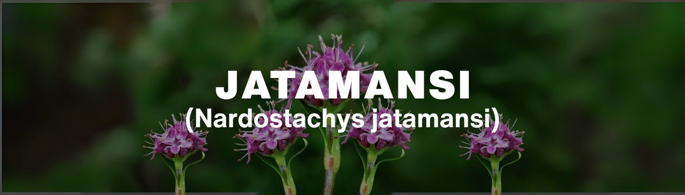 Jatamansi